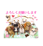 ダックスと6チワワ（個別スタンプ：19）