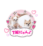 ダックスと6チワワ（個別スタンプ：23）
