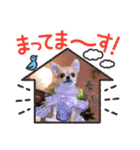 ダックスと6チワワ（個別スタンプ：24）