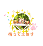 ダックスと6チワワ（個別スタンプ：25）
