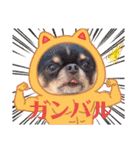 ダックスと6チワワ（個別スタンプ：33）
