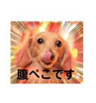 ダックスと6チワワ（個別スタンプ：40）