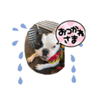 フレンチパラダイス（個別スタンプ：5）
