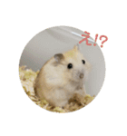 3匹のハム（個別スタンプ：3）