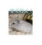 3匹のハム（個別スタンプ：4）
