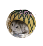 3匹のハム（個別スタンプ：5）