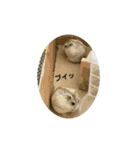 3匹のハム（個別スタンプ：6）