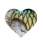 3匹のハム（個別スタンプ：10）