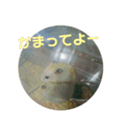 3匹のハム（個別スタンプ：15）