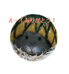 3匹のハム（個別スタンプ：16）