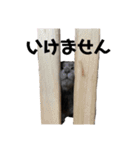 みのらむ（個別スタンプ：21）