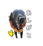 Sakura's daily greeting*（個別スタンプ：3）