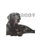 Sakura's daily greeting*（個別スタンプ：8）