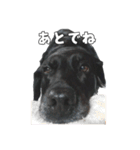 Sakura's daily greeting*（個別スタンプ：13）