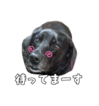 Sakura's daily greeting*（個別スタンプ：14）