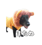 Sakura's daily greeting*（個別スタンプ：15）