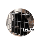むーさんの日常③（個別スタンプ：20）