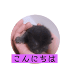 ガッシーねこーずの日常2022年②（個別スタンプ：2）