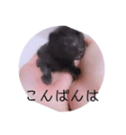 ガッシーねこーずの日常2022年②（個別スタンプ：4）