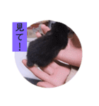 ガッシーねこーずの日常2022年②（個別スタンプ：6）