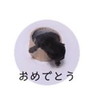 ガッシーねこーずの日常2022年②（個別スタンプ：7）