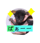 ガッシーねこーずの日常2022年②（個別スタンプ：10）