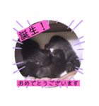 ガッシーねこーずの日常2022年②（個別スタンプ：12）