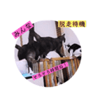 ガッシーねこーずの日常2022年②（個別スタンプ：14）