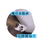 ガッシーねこーずの日常2022年②（個別スタンプ：15）