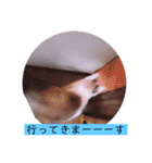 ガッシーねこーずの日常2022年②（個別スタンプ：16）