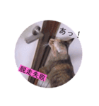 ガッシーねこーずの日常2022年②（個別スタンプ：17）