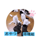 ガッシーねこーずの日常2022年②（個別スタンプ：22）