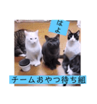 ガッシーねこーずの日常2022年②（個別スタンプ：23）