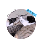 ガッシーねこーずの日常2022年②（個別スタンプ：24）