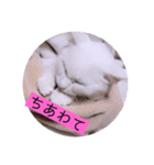 ガッシーねこーずの日常2022年②（個別スタンプ：26）