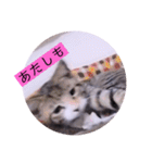 ガッシーねこーずの日常2022年②（個別スタンプ：27）