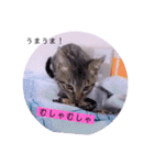 ガッシーねこーずの日常2022年②（個別スタンプ：28）