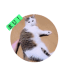 ガッシーねこーずの日常2022年②（個別スタンプ：29）