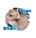 ガッシーねこーずの日常2022年②（個別スタンプ：30）