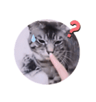ガッシーねこーずの日常2022年②（個別スタンプ：31）