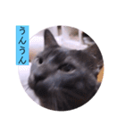 ガッシーねこーずの日常2022年②（個別スタンプ：34）