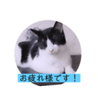 ガッシーねこーずの日常2022年②（個別スタンプ：35）