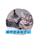 ガッシーねこーずの日常2022年②（個別スタンプ：36）