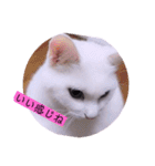 ガッシーねこーずの日常2022年②（個別スタンプ：37）