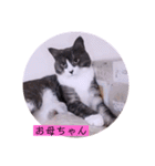 ガッシーねこーずの日常2022年②（個別スタンプ：38）