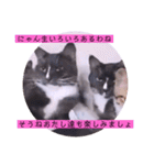 ガッシーねこーずの日常2022年②（個別スタンプ：39）