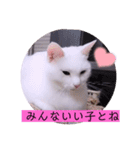 ガッシーねこーずの日常2022年②（個別スタンプ：40）