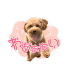 司＆将太朗と忠太郎♡（個別スタンプ：26）