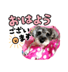 シュナウザーのシナモナスタンプ（個別スタンプ：1）