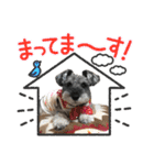 シュナウザーのシナモナスタンプ（個別スタンプ：20）